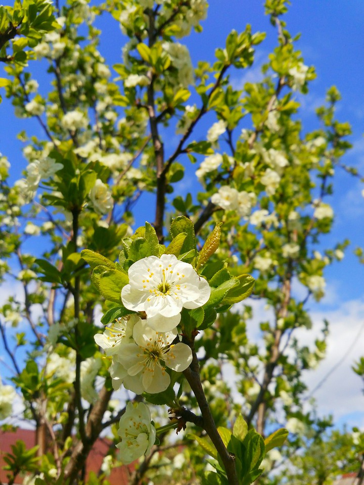 Spring
