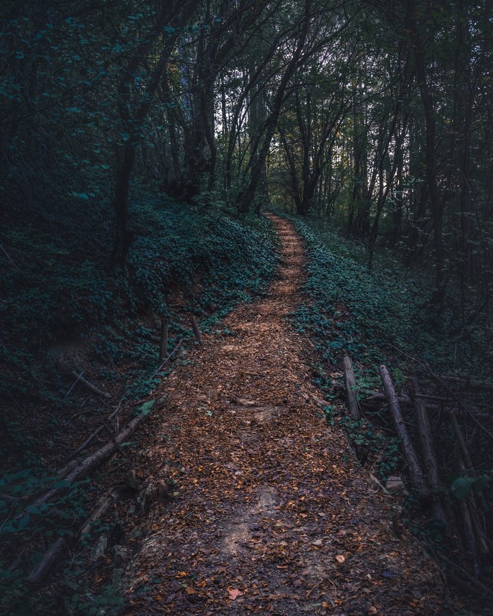 Forest