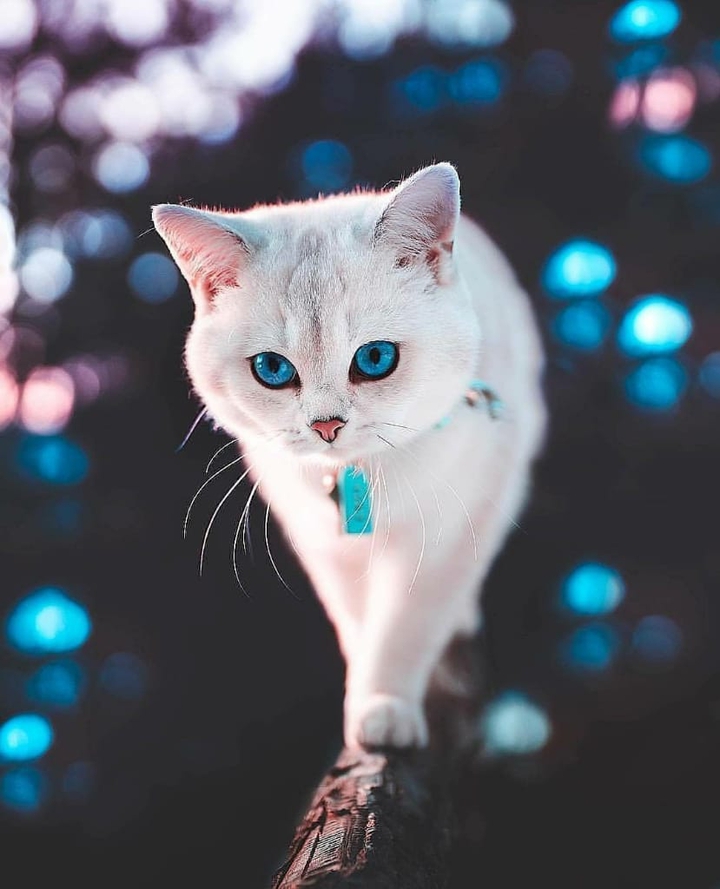 ➧⟩ मासूम♡प्रिये  ⟨
( Ꮇɑsσσɱ♡ℙɾíу℮ )▸◡̈⃝
【Indra ID :–@masoom_