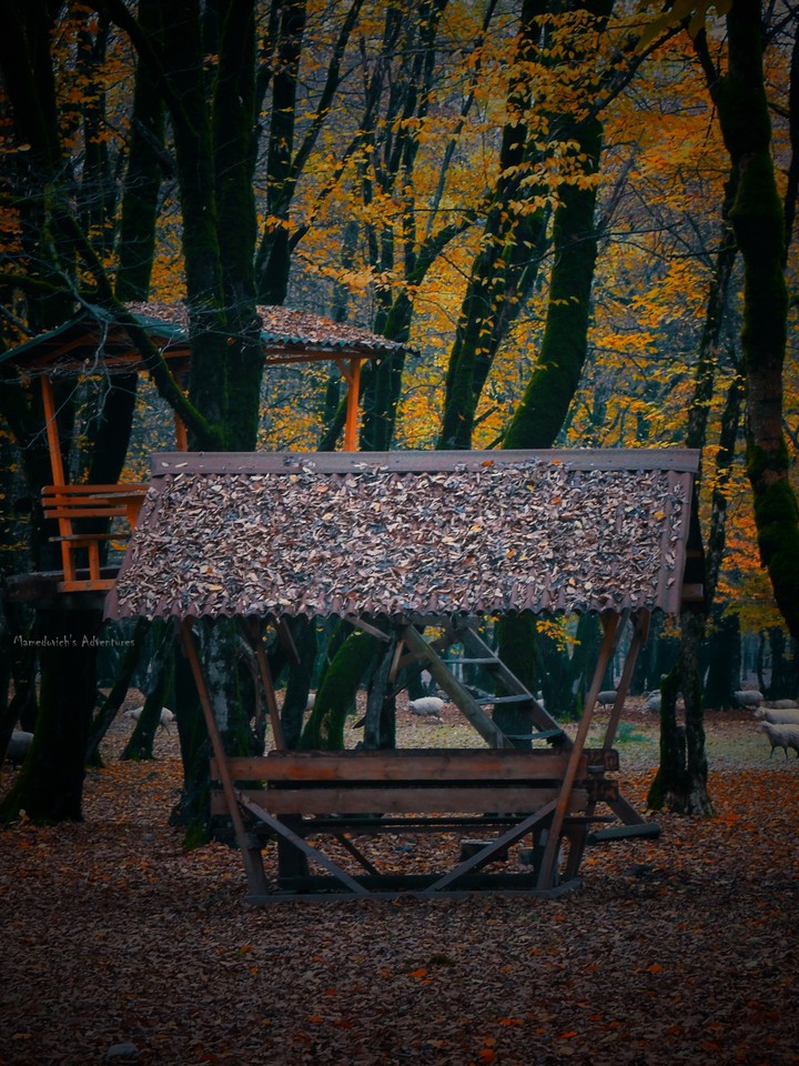 autumn