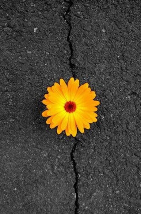 beatifull flower 
