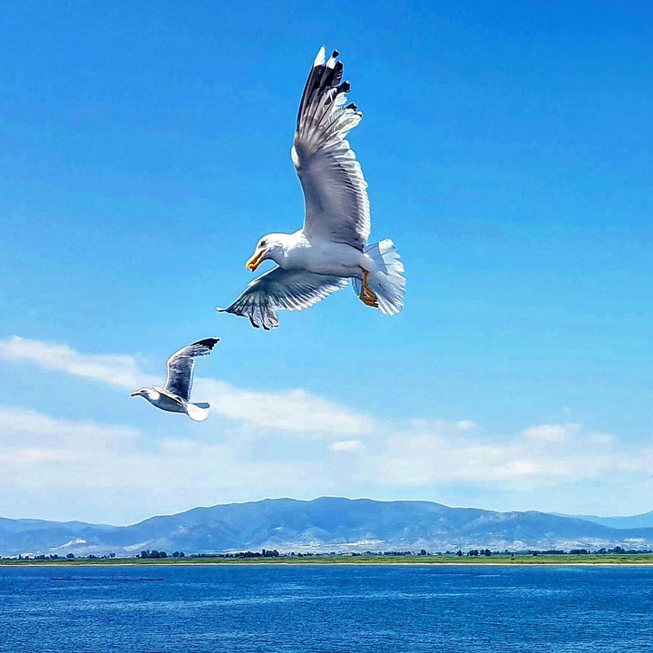 sea bird