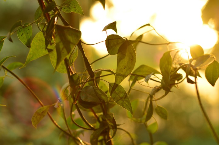 Nature