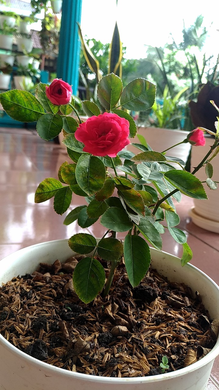 baby rose