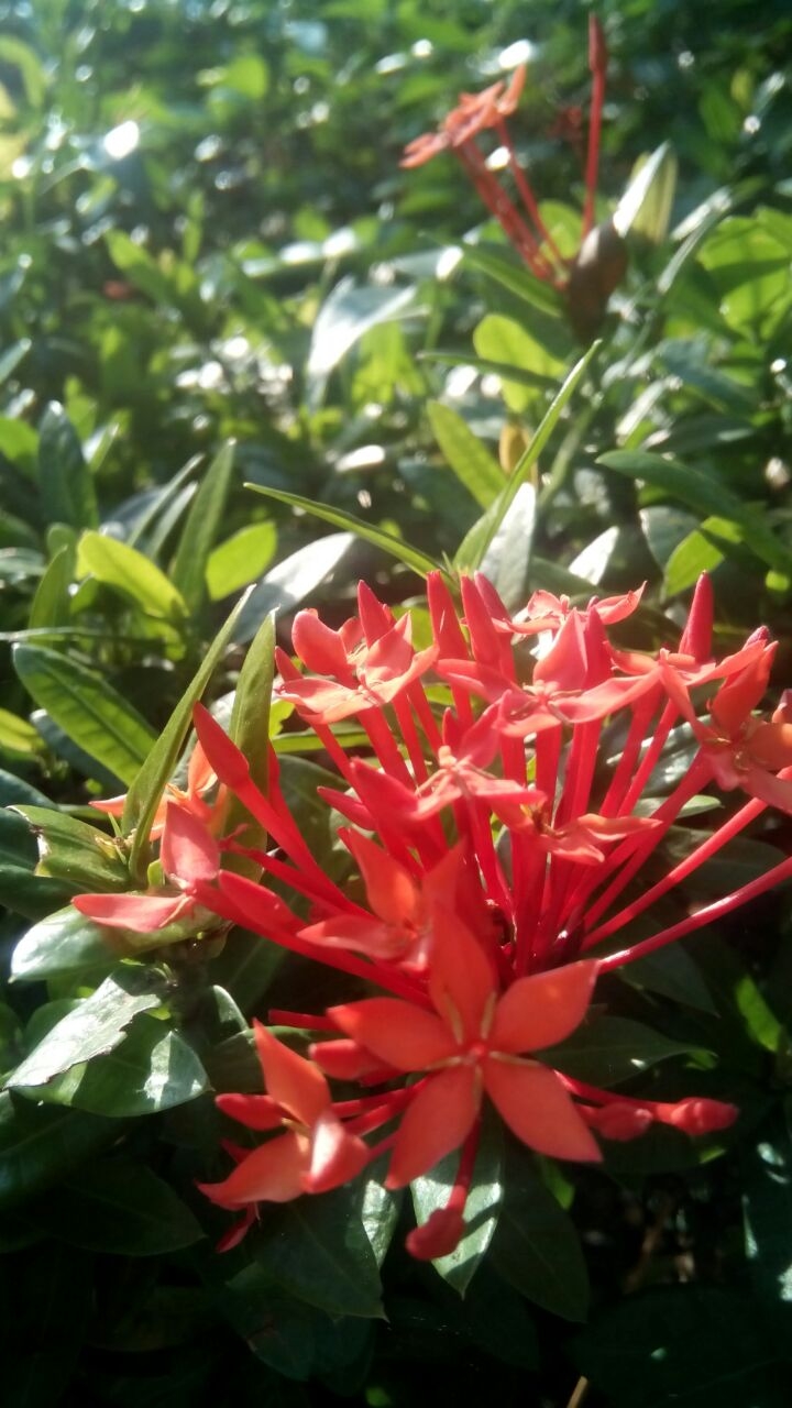 A beautiful red Flower from Tailand