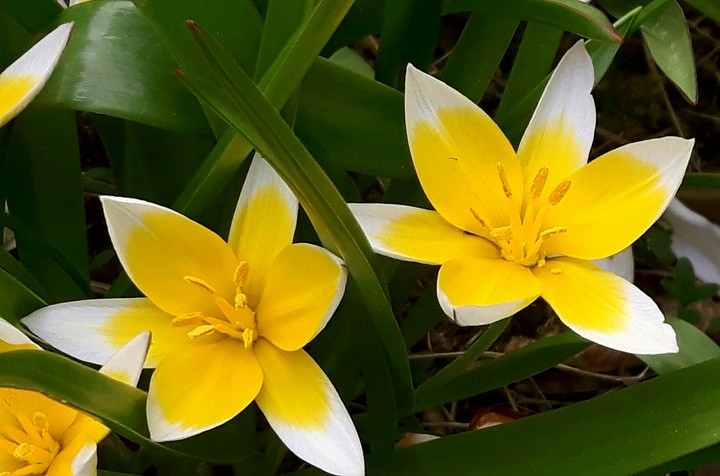spring