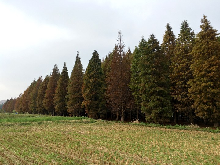 落羽松 Bald Cypress
