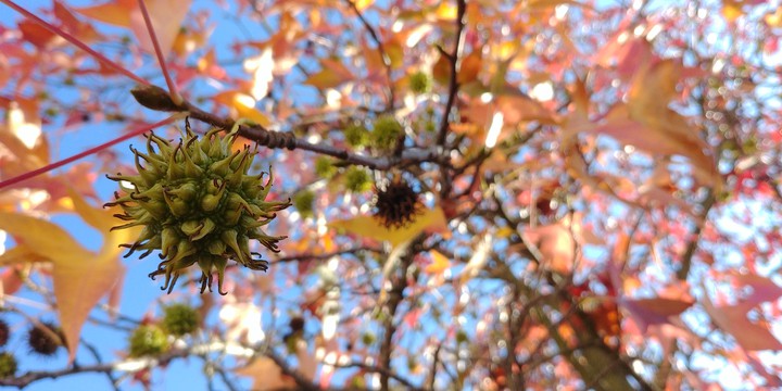 Autumn