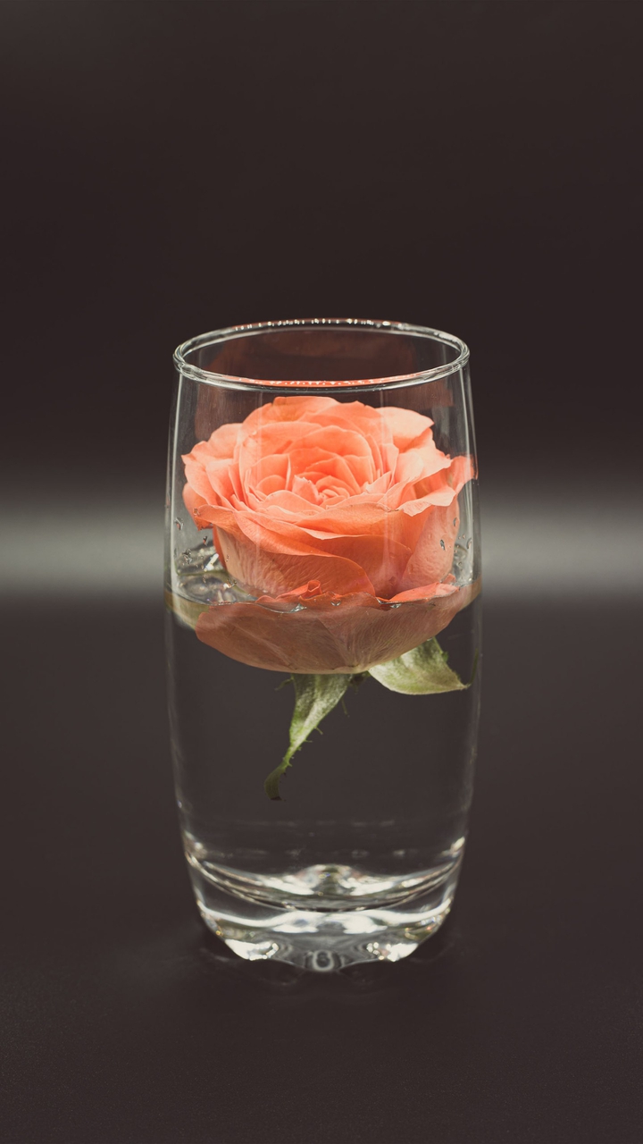 Rose in water