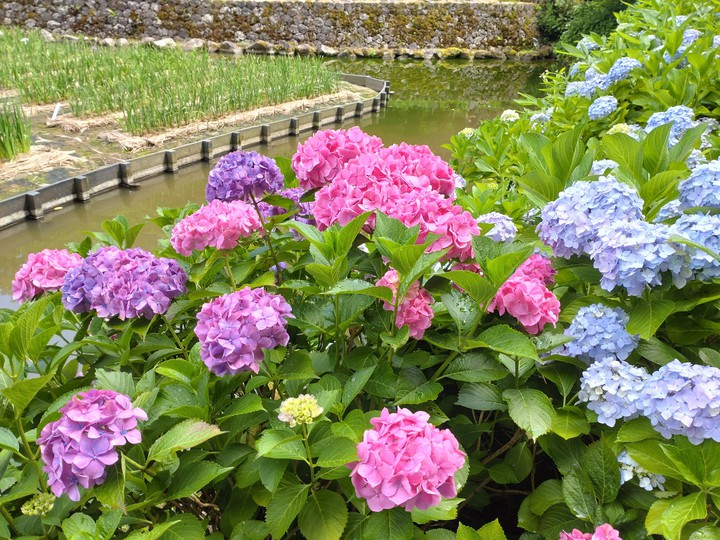 紫陽花2021