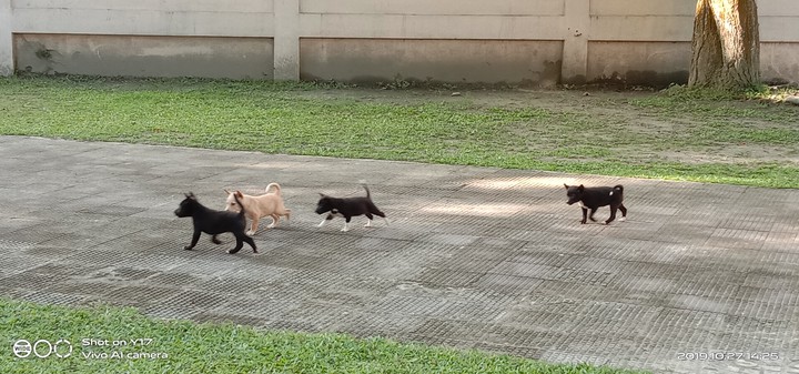 cute puppies