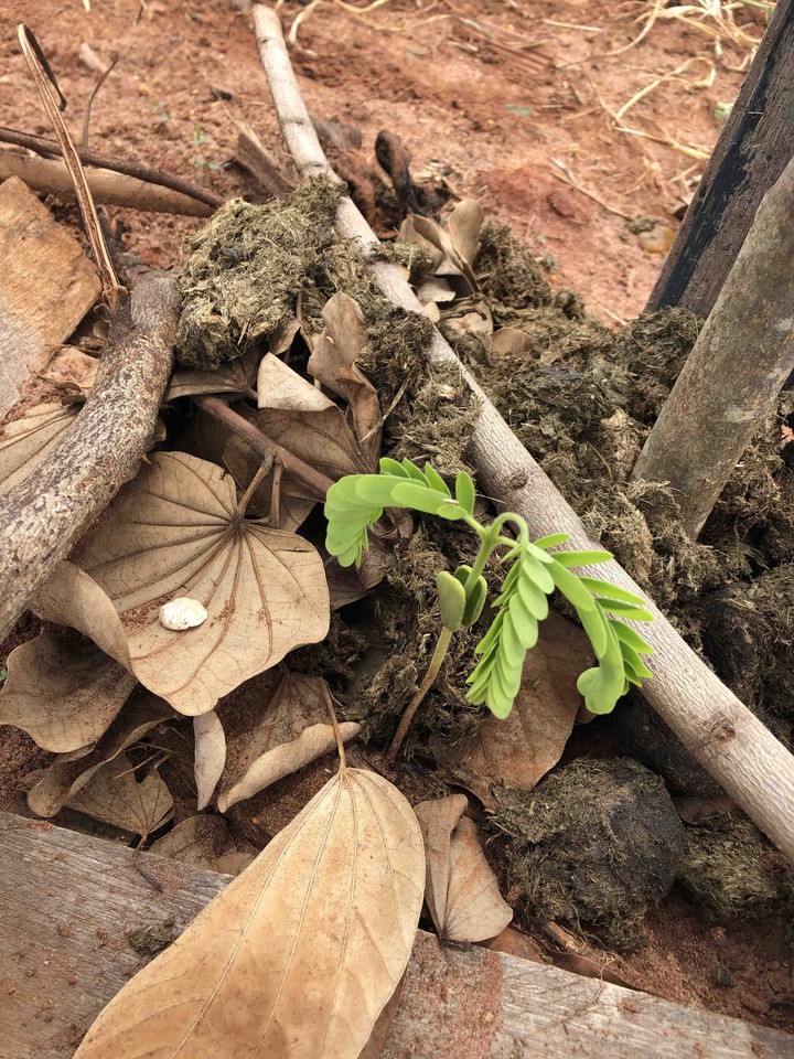 Green on the garden