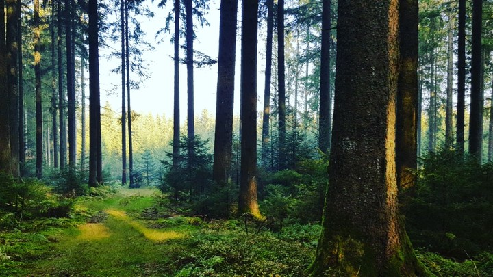Black forest Germany