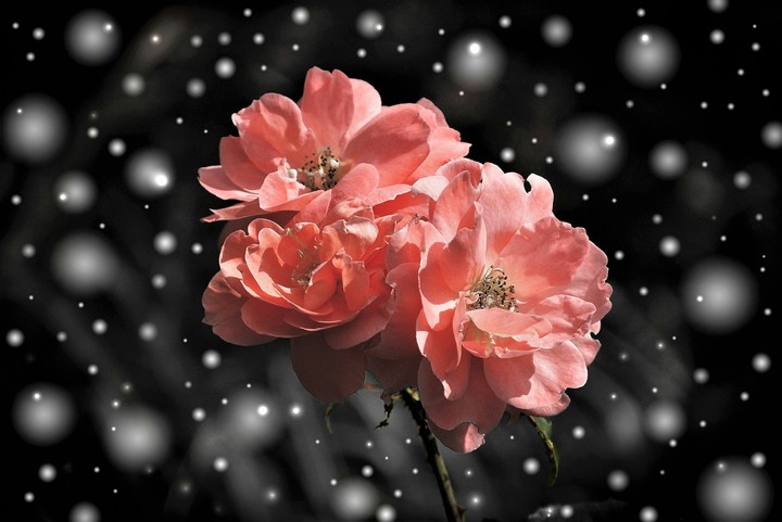 pink roses in the snow