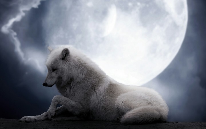 The lion is stronger than wolf but wolf...