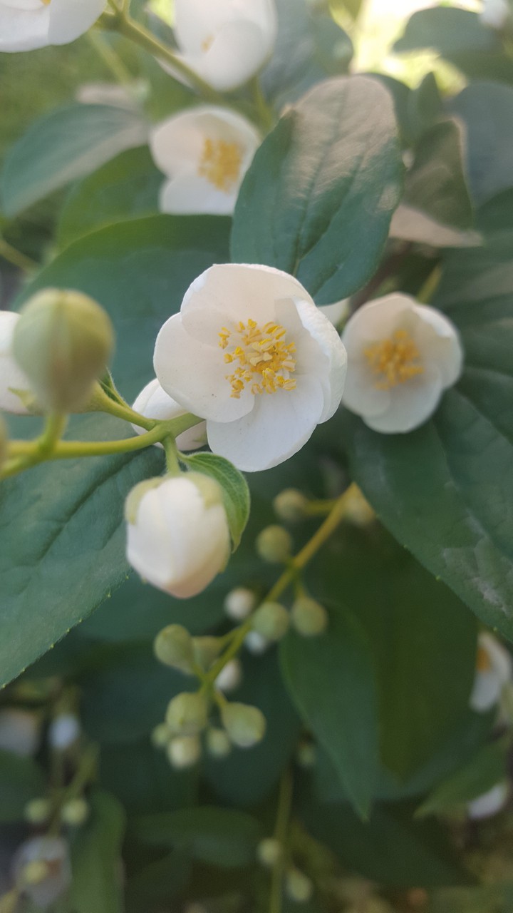 jasmine