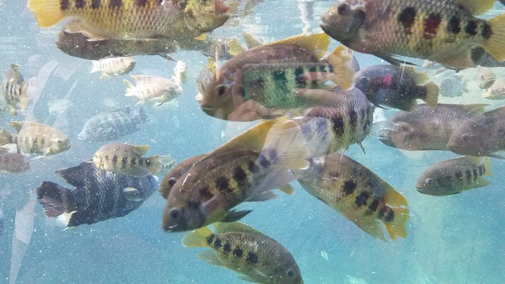 fishy