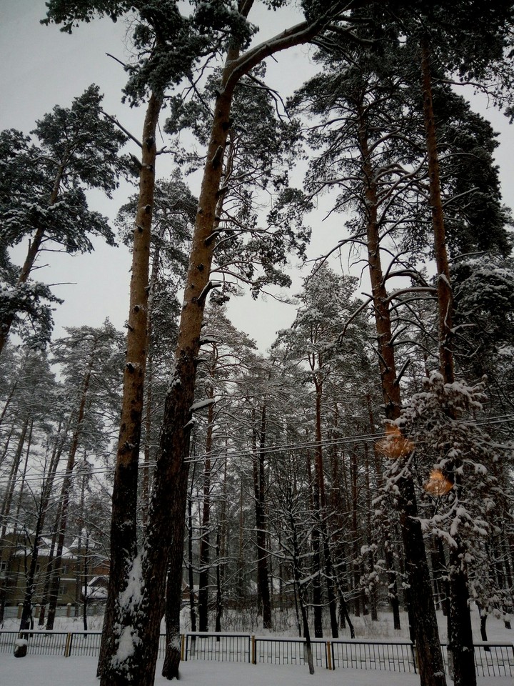 лес