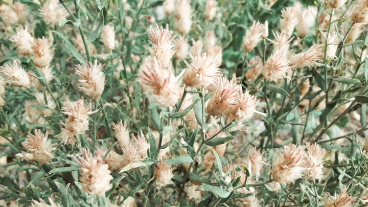 wild flowers