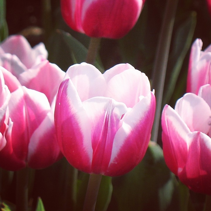 Tulip