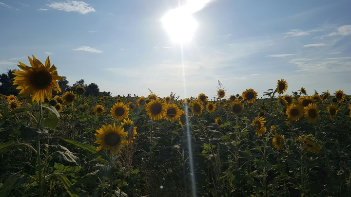 Sunflowers