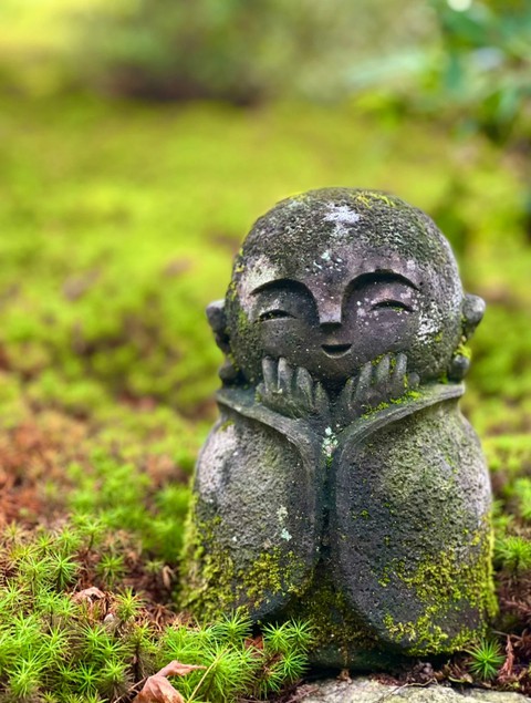 sfondi groundcover, wood