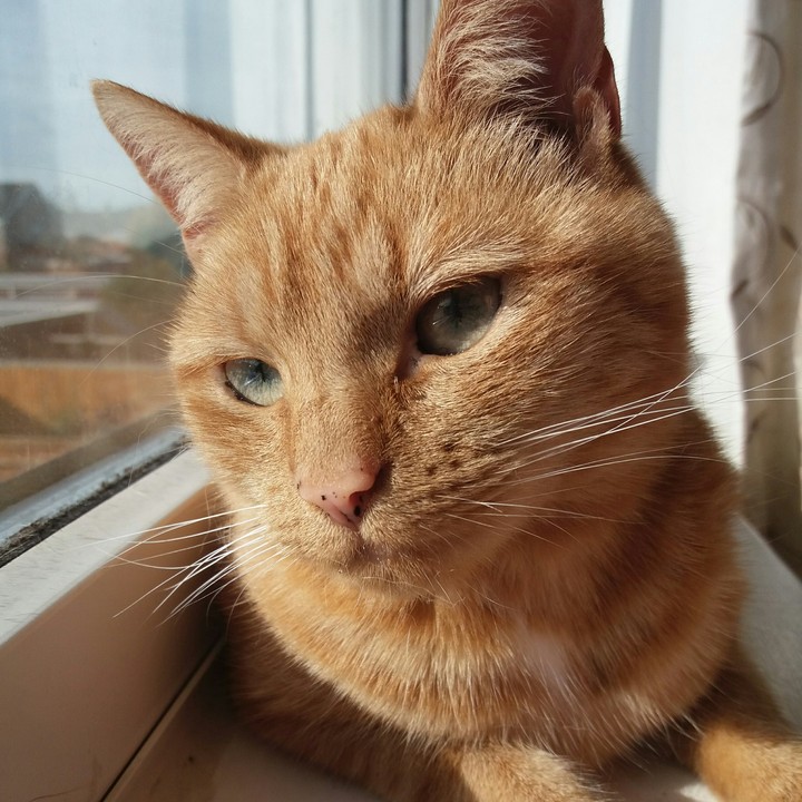 My Ginger Tabby Cat