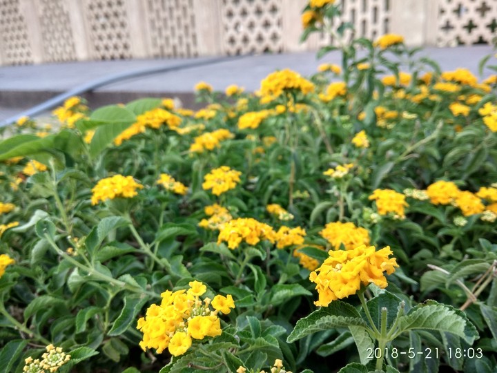 yellow flowers