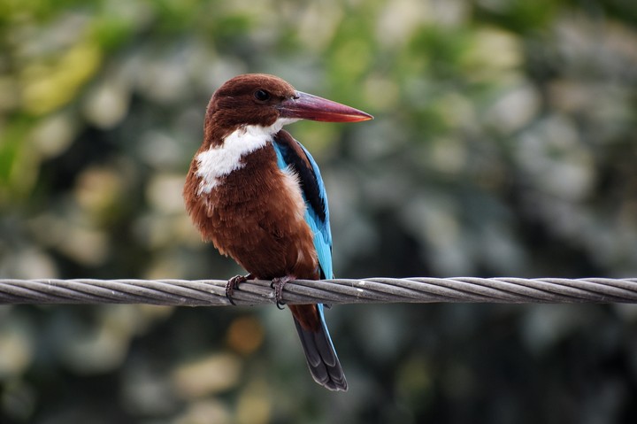 #littlebird