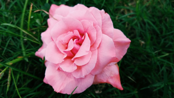 pink rose