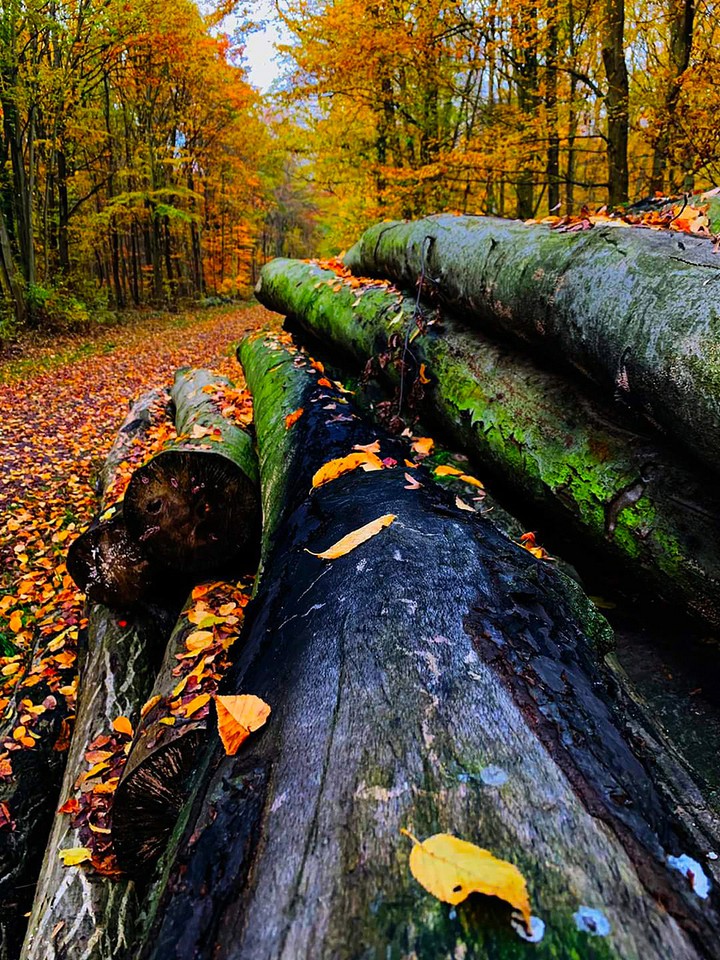 Autumn and wood