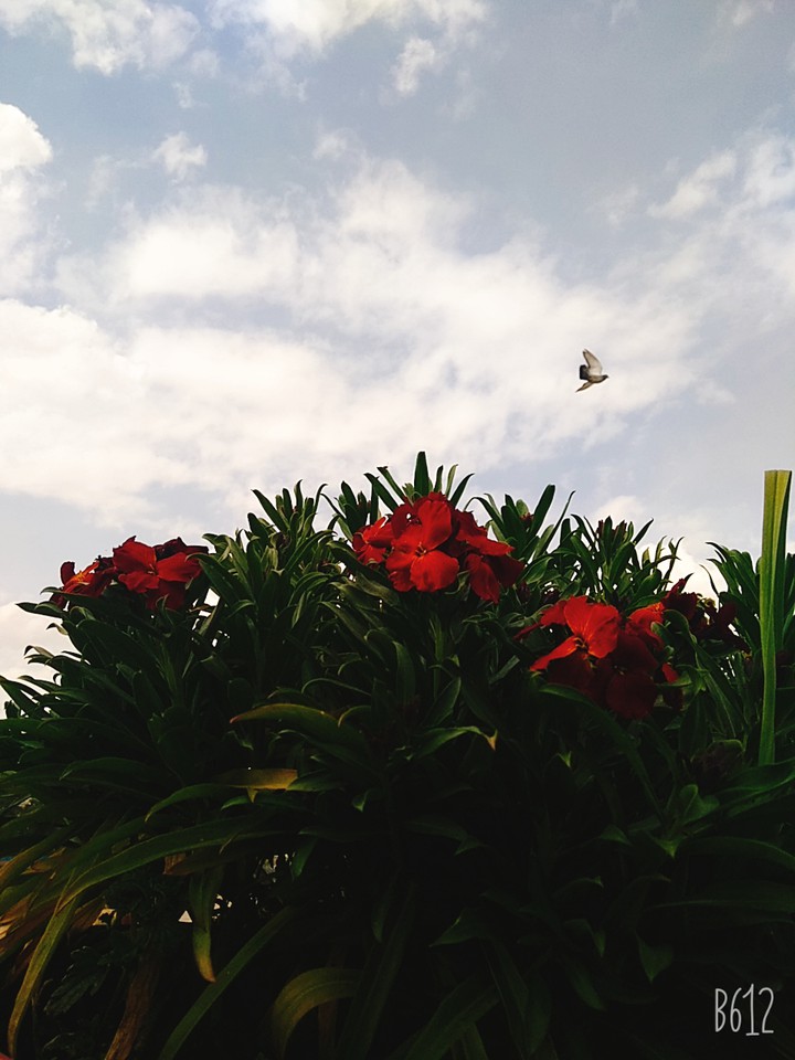 Bird and red flower