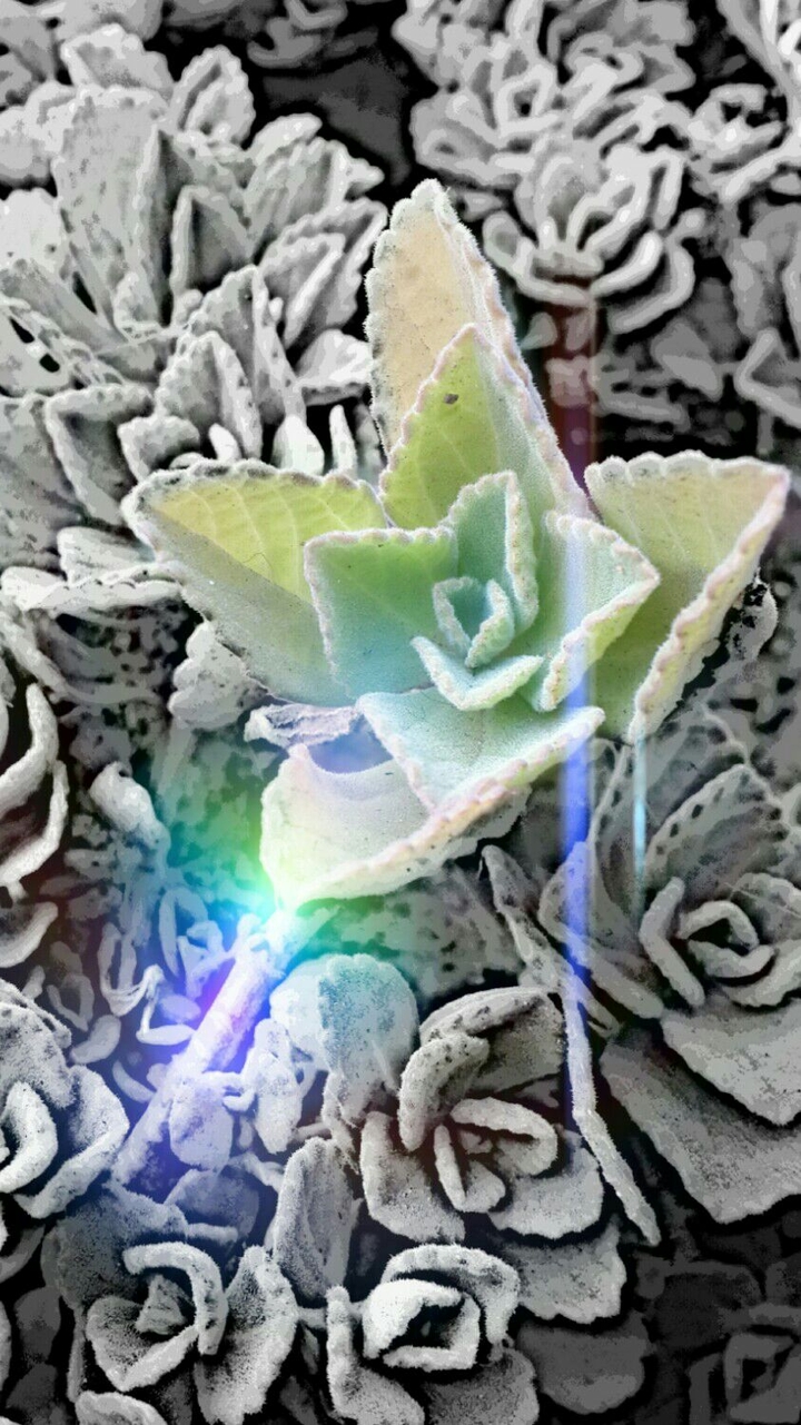 Flower Art
