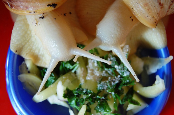 Snais, dinner time