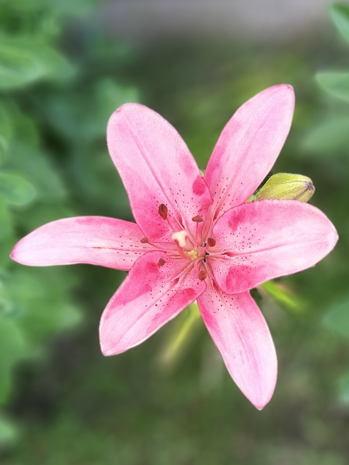 Lily