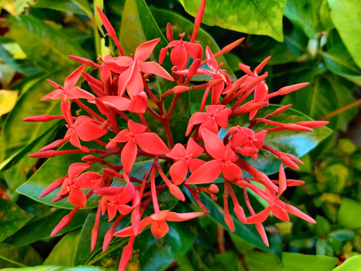 flower