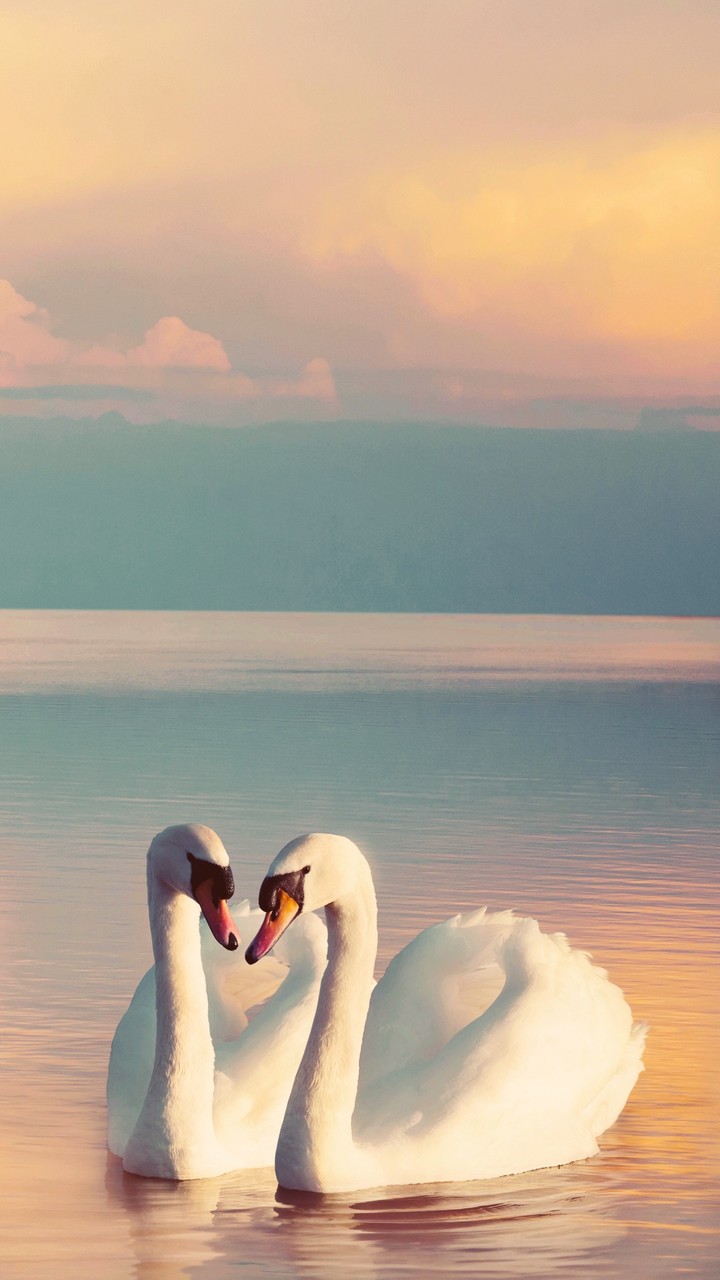 swan