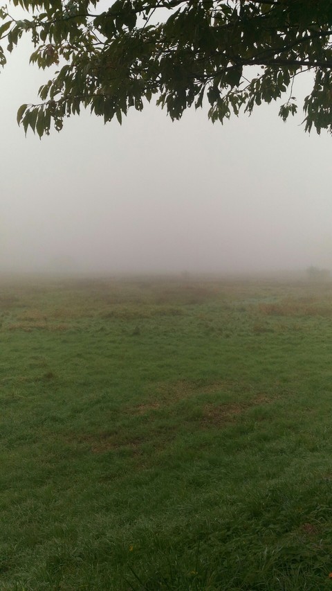 The Fog