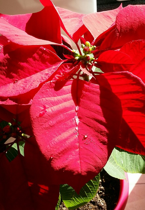 leaf