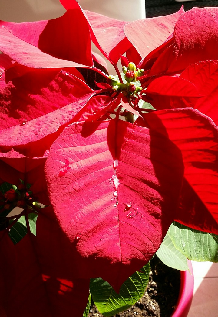 leaf