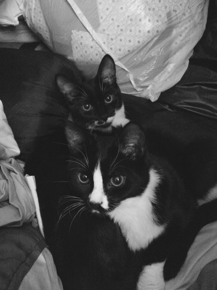 kittens