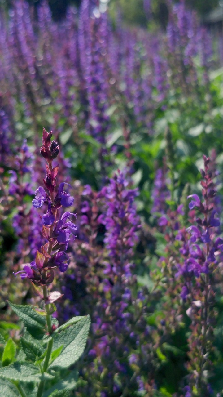 Purple view