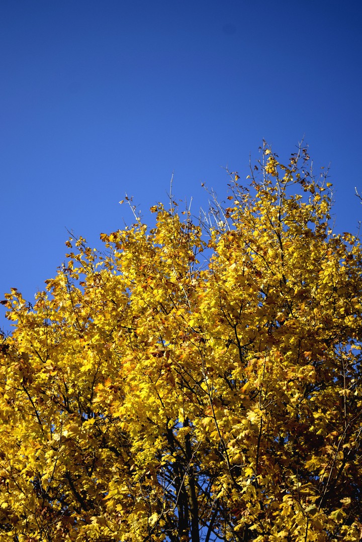 Golden autumn