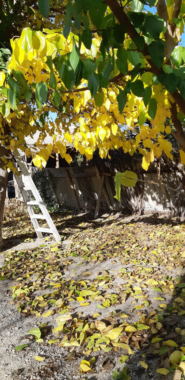 autumn colours in the vilage