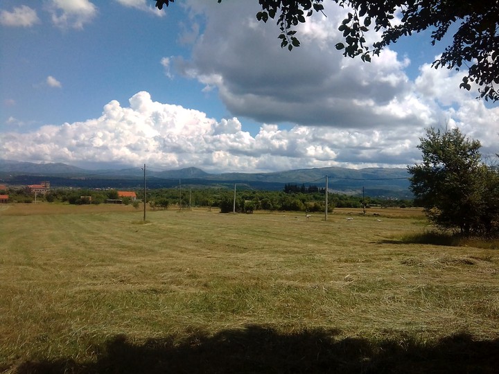 orchard