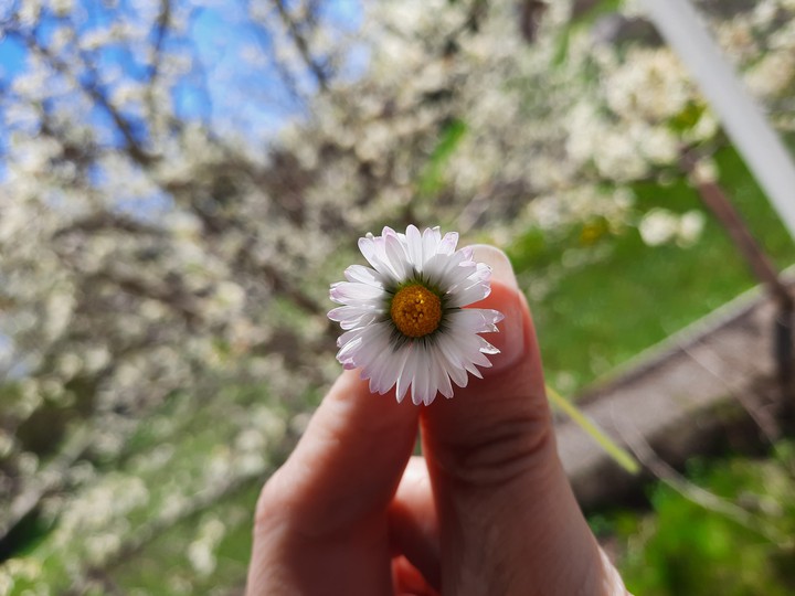 flower