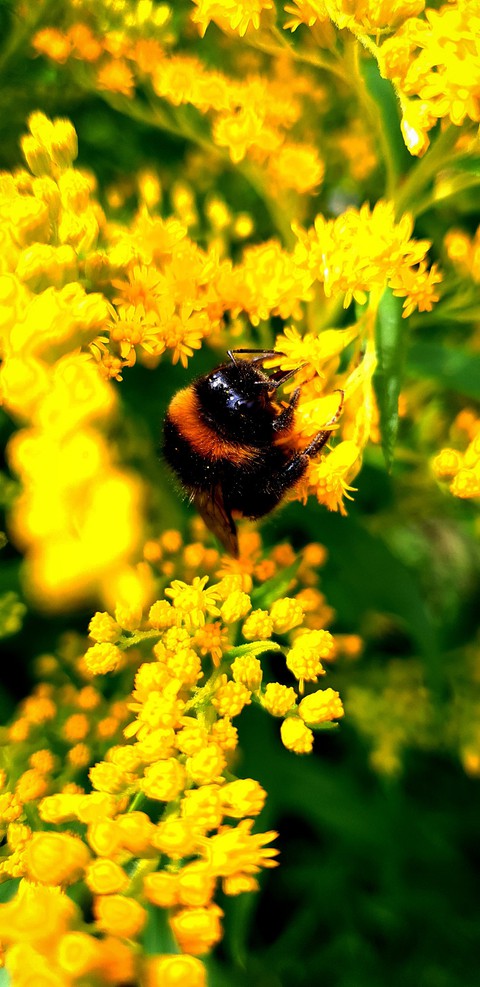 Friendly bumblebee