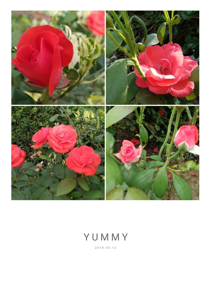 red roses