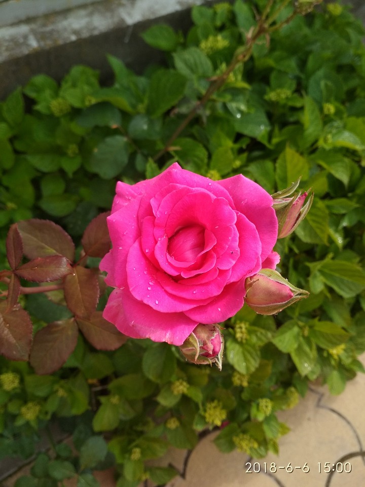 Bright rose