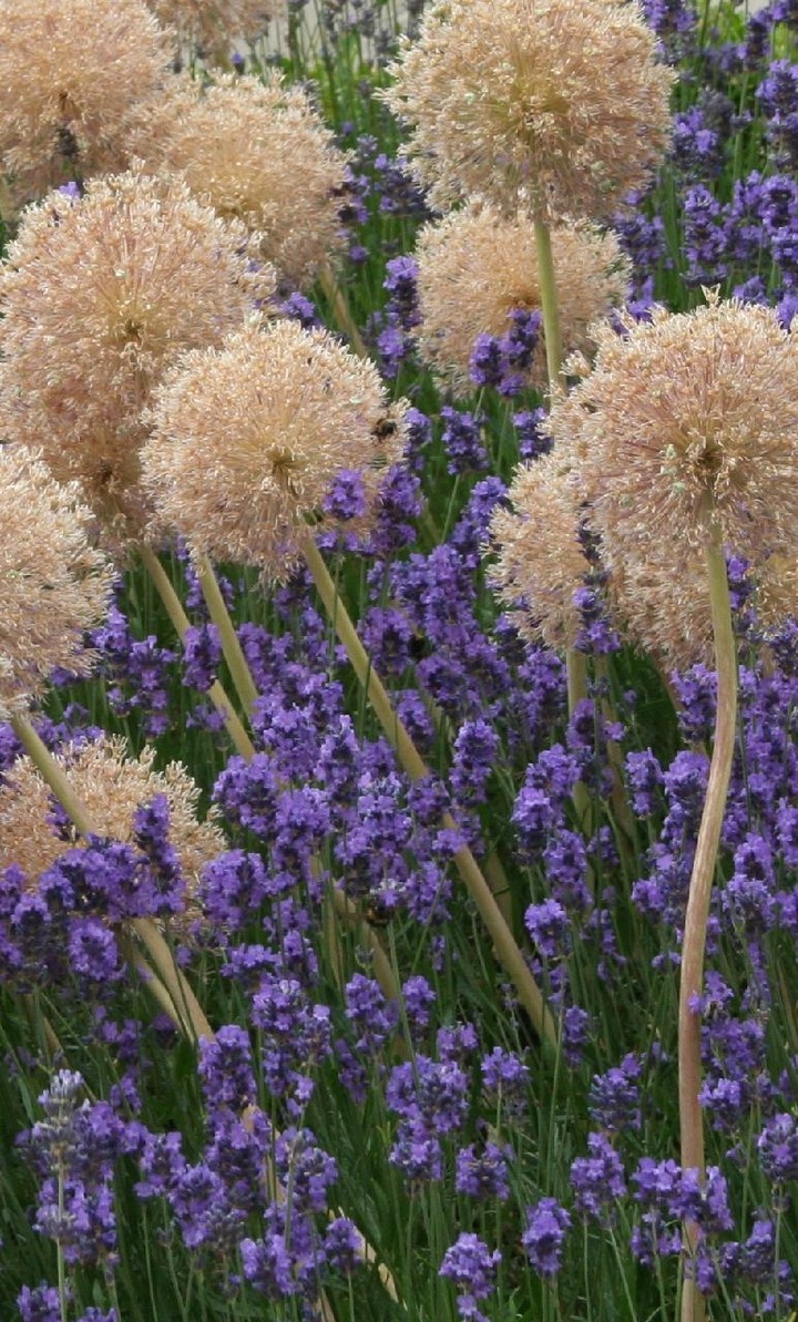 Beautiful Flowers